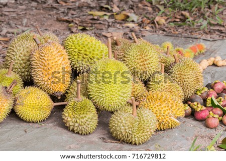 Durian fruit in agriculture farm in south thailand