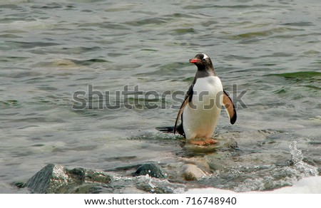 Penguin standing on rock Antarctica