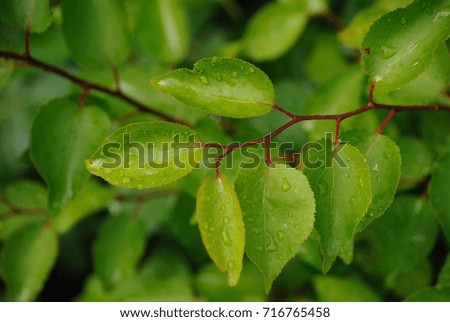 fresh leaves