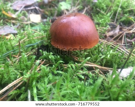 Mushroom boletus in green forest