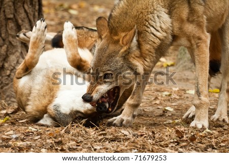 wolf fighting Royalty-Free Stock Photo #71679253