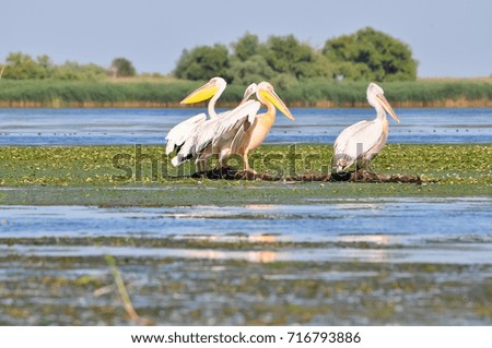 pelicans drying in the Sun at Danube Delta