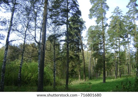 Siberian Forest