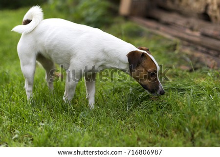 Jack Russell in the garden