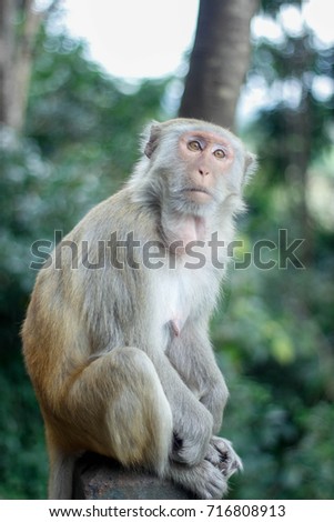 photo photography monkey photo photography monkey