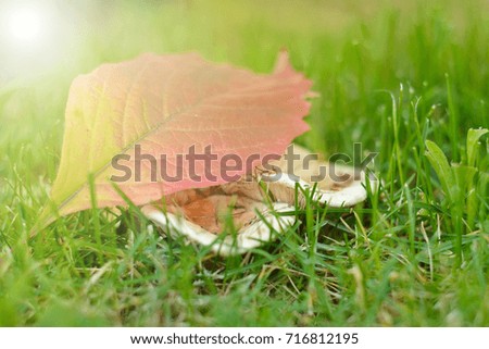 The yellow and red aspen leaf lies on a family of white field mushrooms in the green grass. beautiful fall morning sun.