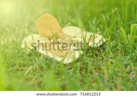 Yellow birch leaf is on the family of white field mushrooms in the green grass.