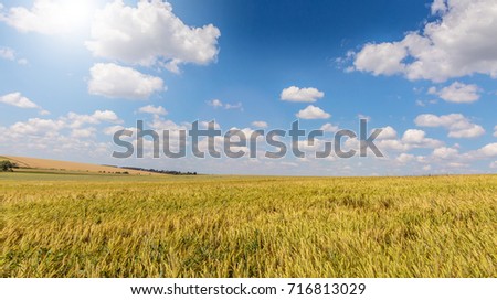  Full of Ripe Grains, Golden Ears of Wheat or Rye on a Field. Rich Harvest Concept. Majestic Rural Landscape. Creative Picture of Nature.  Label art design. Copy space.