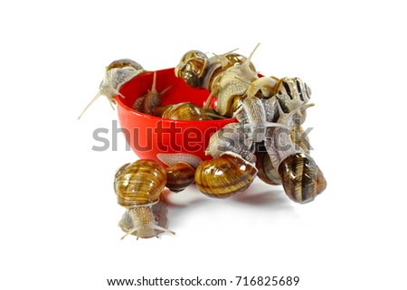 A Bowl full of snails isolated on white.