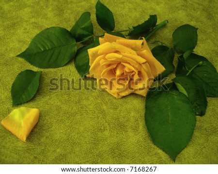 yellow rose for decoration over background