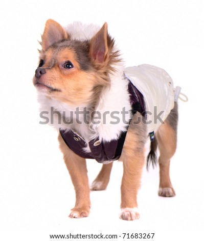 Chihuahua puppy dressed in trendy coat, looking aside, isolated on white