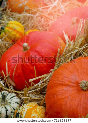 the big orange pumpkin and the other pumpkins in the hay, country style, fair harvest in the fall