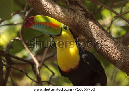 Keel-billed toucan Ramphastos sulfuratus is a colorful bird with a long bill and is the national bird of Belize