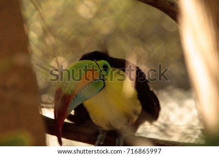 Keel-billed toucan Ramphastos sulfuratus is a colorful bird with a long bill and is the national bird of Belize