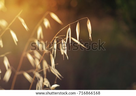 The sun shining through the grass. Wild oats. Avena fatua. Toned image Royalty-Free Stock Photo #716866168