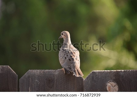 Young Mourning Dove sitting on the fence during Summer Season in Bakersfield, CA.