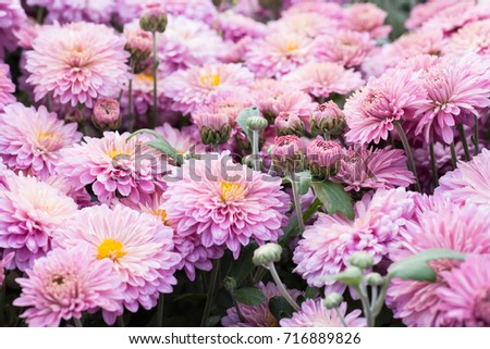 Violet chrysanthemums macro. Selective focus