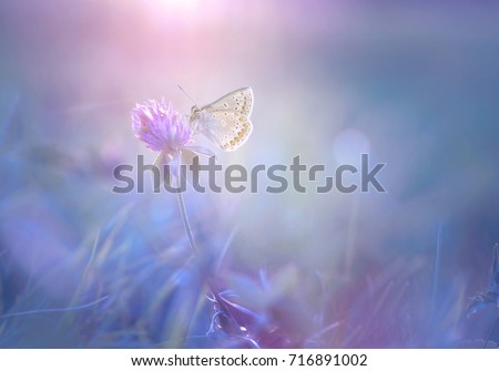 Beautiful spring pattern background with white butterfly and flowers anemones macro on nature. Delicate elegant dreamy airy artistic image nature,  spring wallpaper.