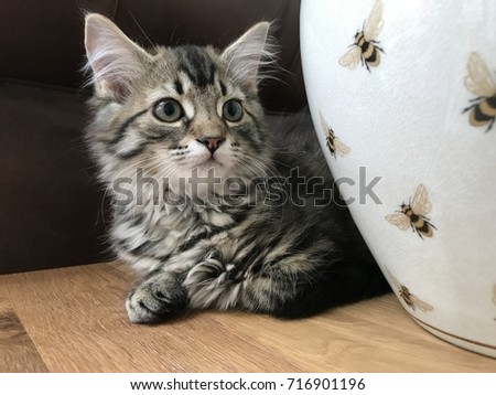 Tabby kitten  / cat - sitting watching