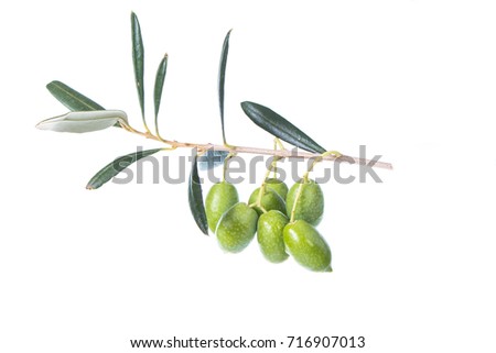 Olive branch with green olives isolated on white background. Green olives with leaves. Copy space