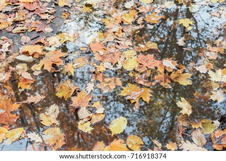 Fallen leaves in a puddle. Autumn background.