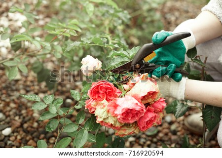 Cropped outdoor picture of gardening maintenance worker wearing gloves while pruning rose shrubs in garden, cutting off faded stems of dead pink flowers using pruning hedge shears or secateurs