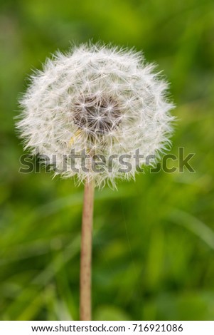 dandelion close-up. Dandelion in the center of the picture, beautiful relaxing background.