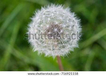 dandelion close-up. Dandelion in the center of the picture, beautiful relaxing background.