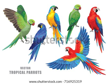 Tropical parrots collection. Vector isolated elements on the white background.