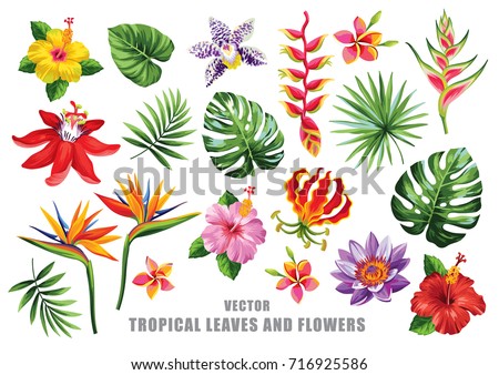 Tropical collection with exotic flowers and leaves. Vector design isolated elements on the white background. Royalty-Free Stock Photo #716925586