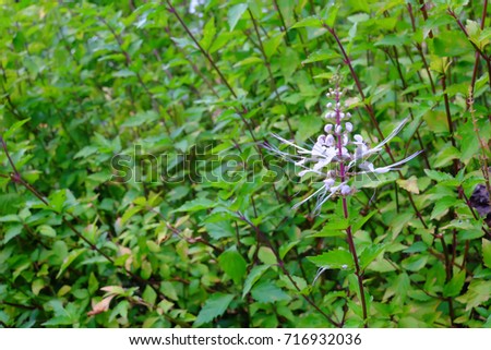 Labisia pumila or 'Kacip Fatimah' is a small rainforest leafy herbs plant contain medicinal substances traditionally used for enhancing women vaginal muscles and libido. Royalty-Free Stock Photo #716932036