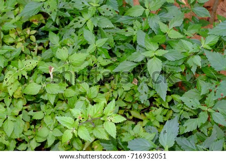 Labisia pumila or 'Kacip Fatimah' is a small rainforest leafy herbs plant contain medicinal substances traditionally used for enhancing women vaginal muscles and libido. Royalty-Free Stock Photo #716932051
