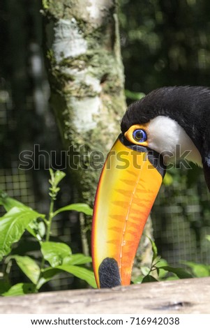 Tucano (portuguese) - The toco toucan (Ramphastos toco)