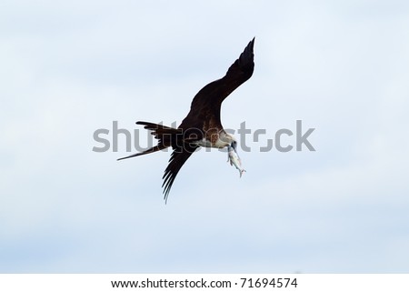 Watch the magnificent frigatebird soar and hunt for fish,as 90% of their diet is comprised of this aquatic delicacy.