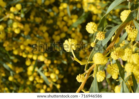 Bright mimosa flowers natural background, textured closeup photography