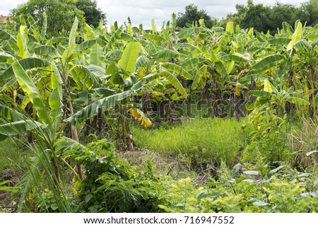 Banana garden