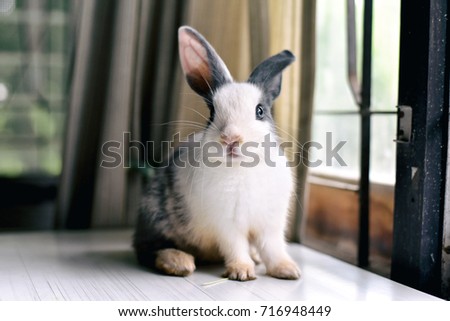Grey bunny rabbit looking frontward to viewer, Little bunny sitting on white desk, Lovely pet for children and family.