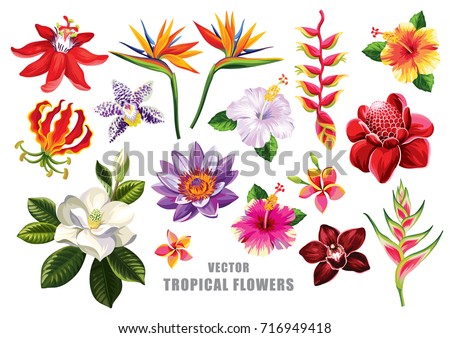 Tropical flowers collection. Vector isolated elements on the white background.