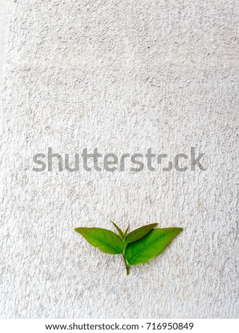 green leaves on brick
