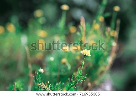 Little yellow flower bloom with the green background