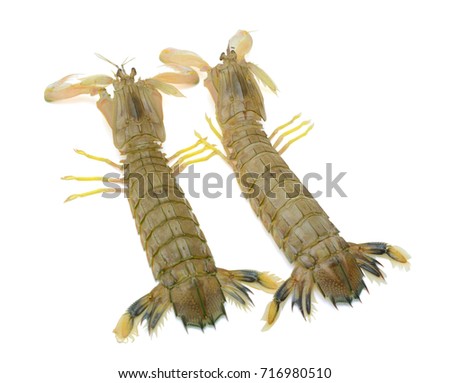 fresh Mantis shrimp isolated on white background