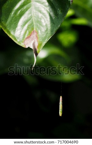 A small worm hanging on the tree leaf