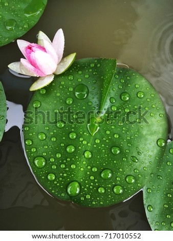Water drop on lotus leaf, Pink lotus flower in pond