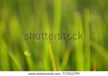 Green background and bokeh from rice field.