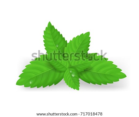 Realistic 3D Detailed Fresh Green Mint or Spearmint Leaves Aroma Spice Healthy Plant, Tea and Food. Vector illustration of Peppermint Leaf Royalty-Free Stock Photo #717018478