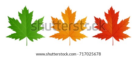 Maple leaf in red, yellow, and green colors isolated on white background. Autumn background with leaves. Vector design illustration. Royalty-Free Stock Photo #717025678