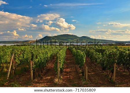Vineyards at sunset in autumn harvest. Ripe grapes. Wine Region, Southern Moravia - Czech Republic. Popice - Palava.