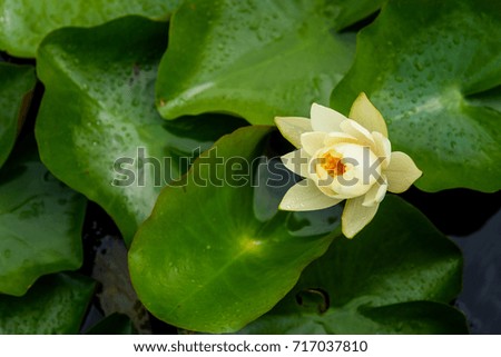 Beautiful lotus flower in clear water swamp.
