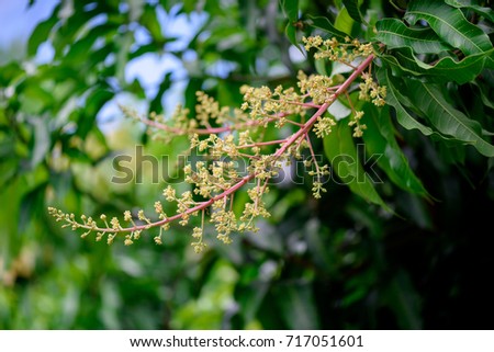 Close up of Mango flowers in a farm, A branch of inflorescence mango flowers.