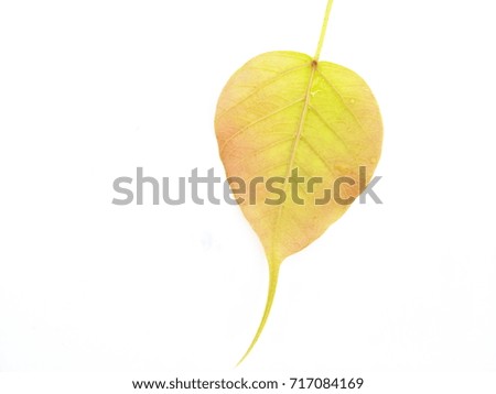 heart shaped leaf